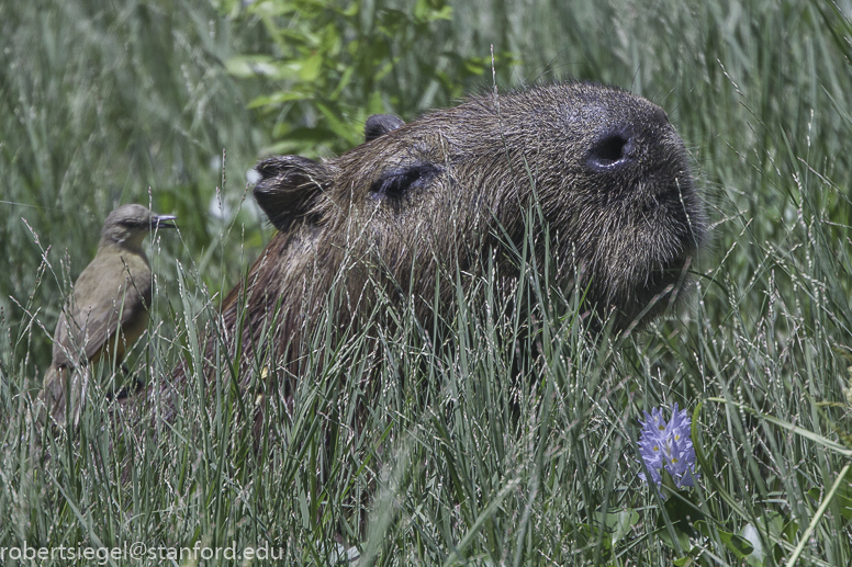 bird, capybara, hyacinth, grass